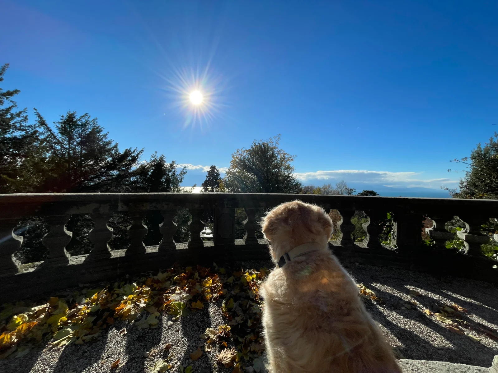 Un chien devant le lac et les montagnes