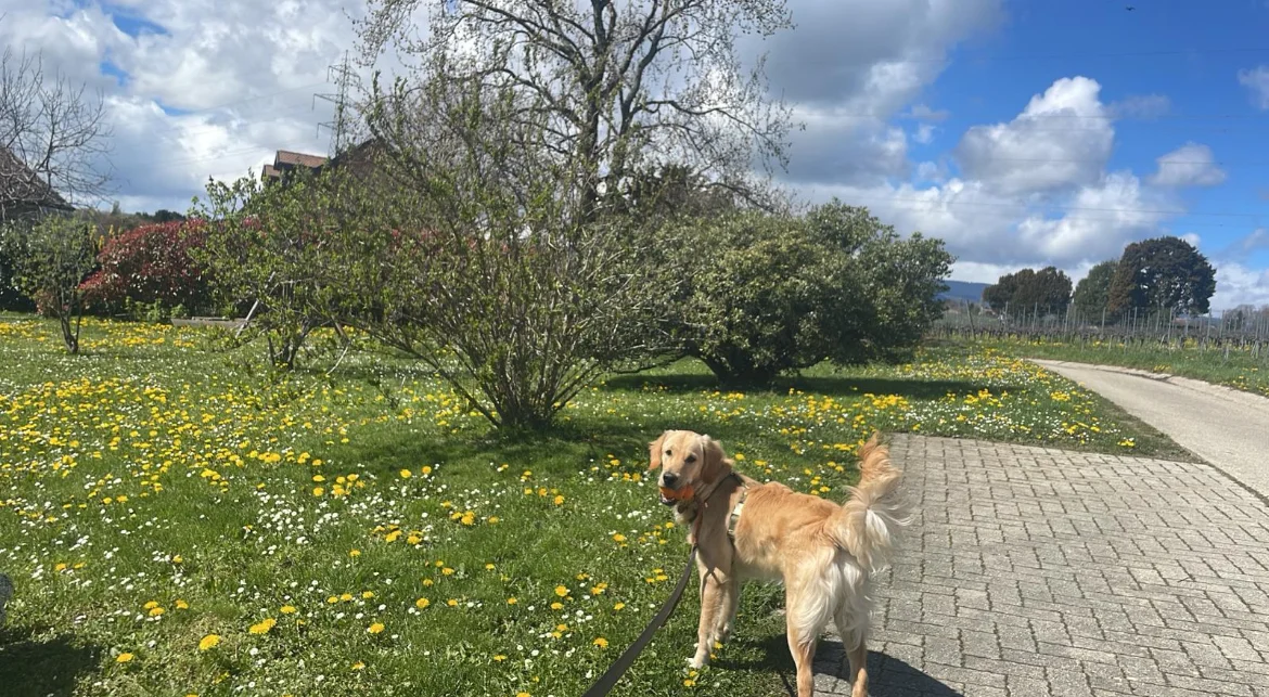Promenade dans un pré fleuri